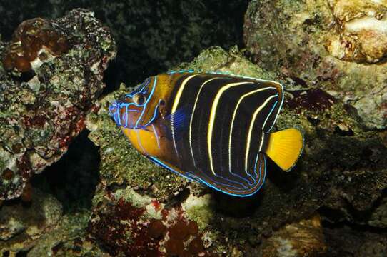 Image de Poisson-ange à oreille tachée