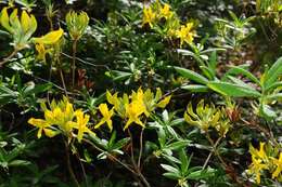 Image of Yellow Azalea