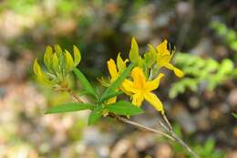 Image of Yellow Azalea