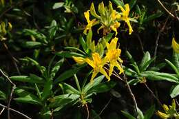 Image of Yellow Azalea