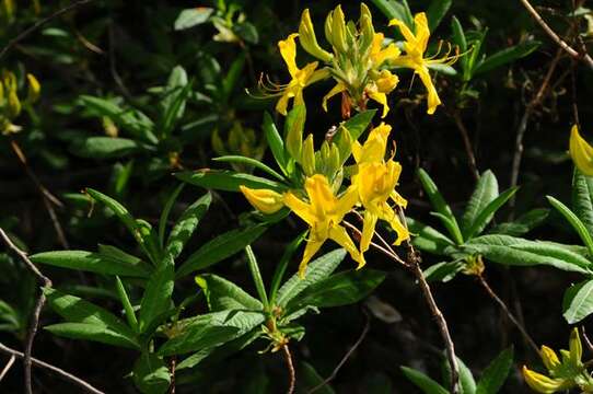 Image of Rhododendron luteum Sweet