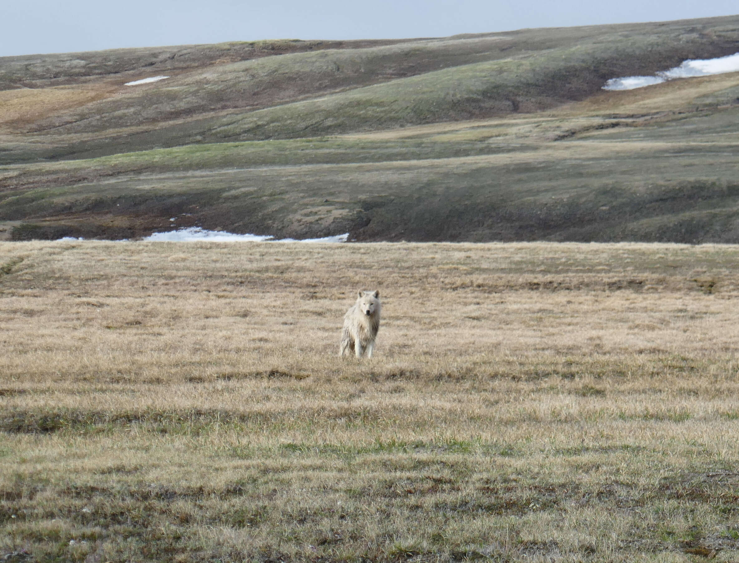 Image of Arctic wolf