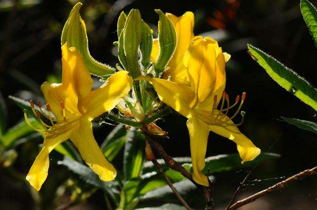 Image of Yellow Azalea