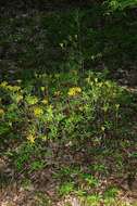 Image of Yellow Azalea