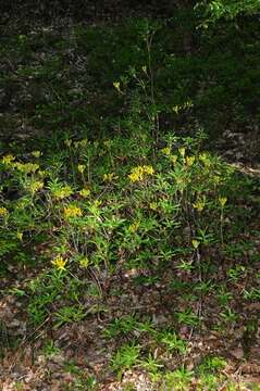 Image of Rhododendron luteum Sweet