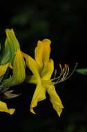 Image of Yellow Azalea