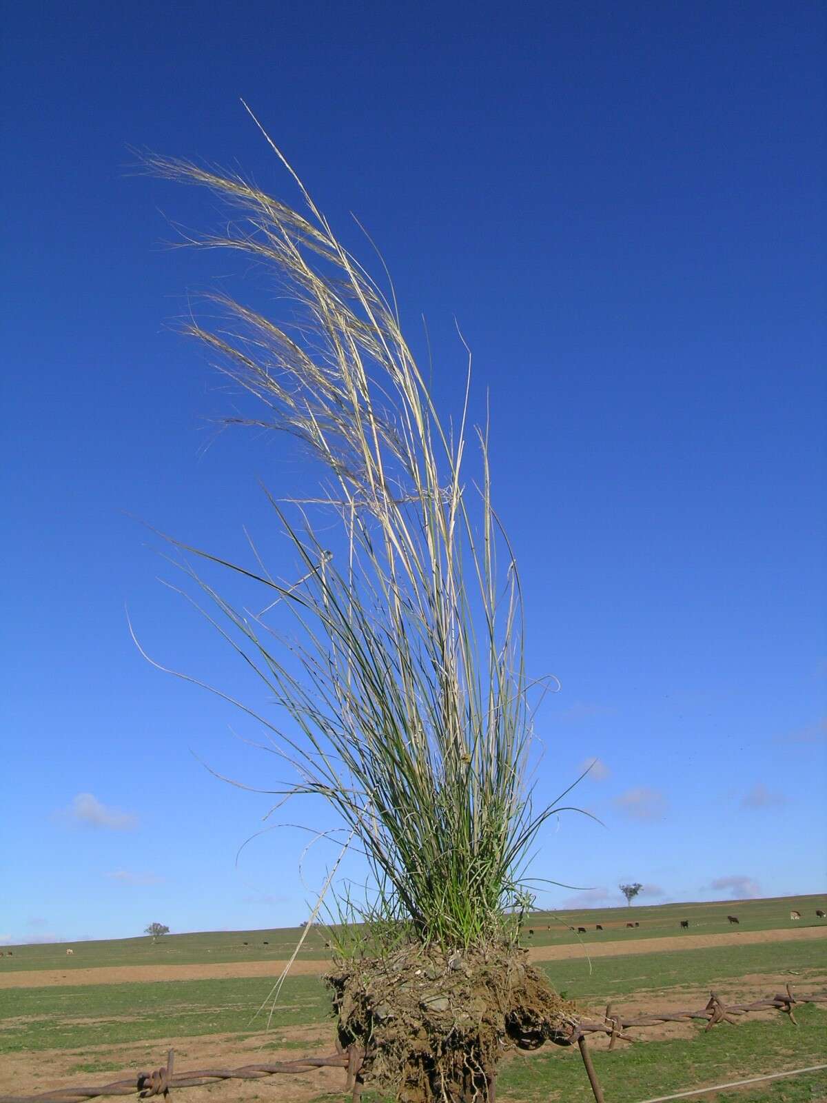 Image of Austrostipa scabra (Lindl.) S. W. L. Jacobs & J. Everett