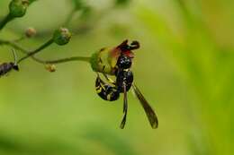 Image of yellowjackets, hornets, and paper wasps