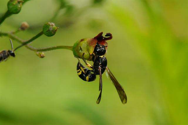 Sivun ampiaiset kuva