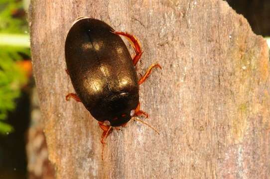 Image of predaceous diving beetles