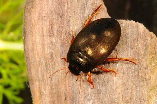 Image of predaceous diving beetles