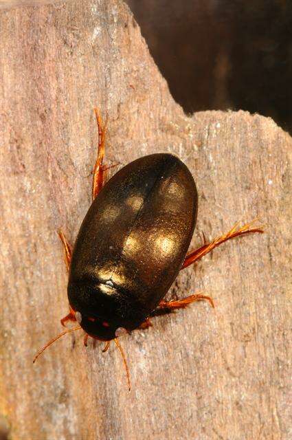 Image of predaceous diving beetles