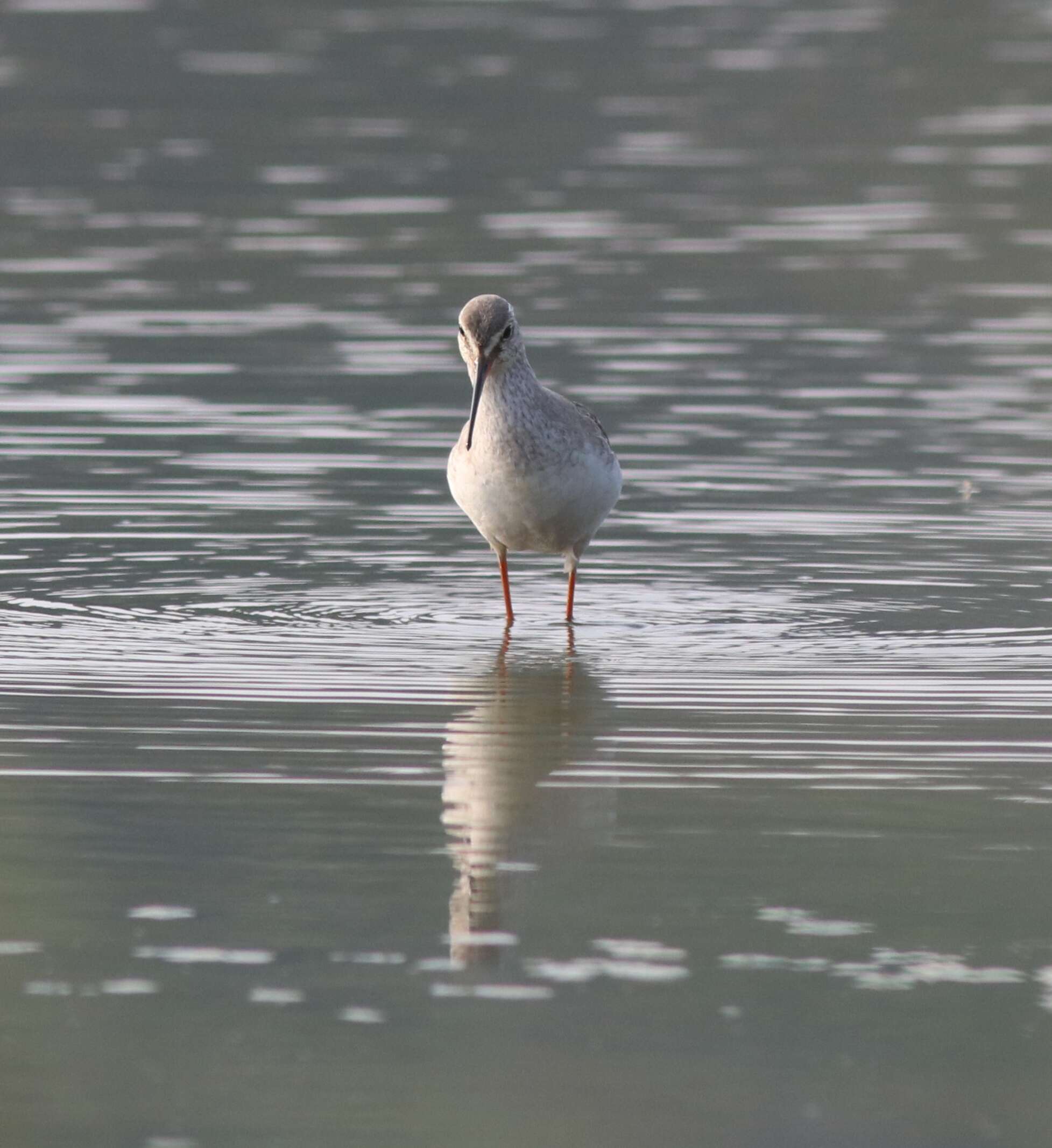 Image of Spotted Redshank