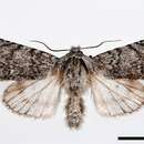 Imagem de Acronicta cinerea Hufnagel 1766