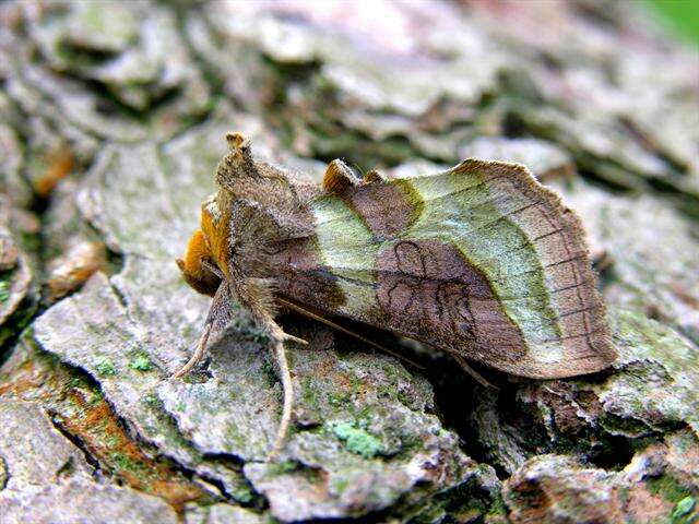 Image of Cryptic Burnished Brass