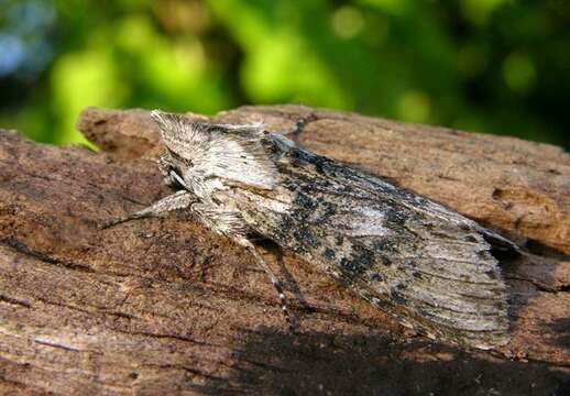 Cucullia absinthii Linnaeus 1761 resmi