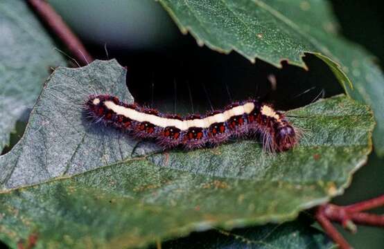 Слика од Acronicta cuspis Hübner 1818