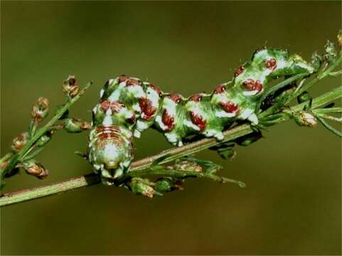 Cucullia argentea Hufnagel 1766 resmi