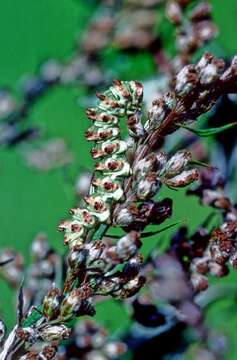 Image of scarce wormwood