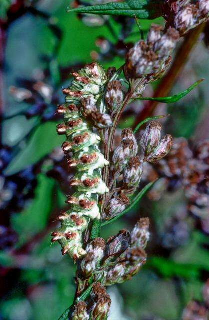 Image of scarce wormwood