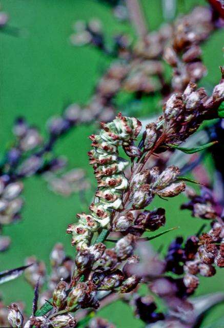 Image of scarce wormwood