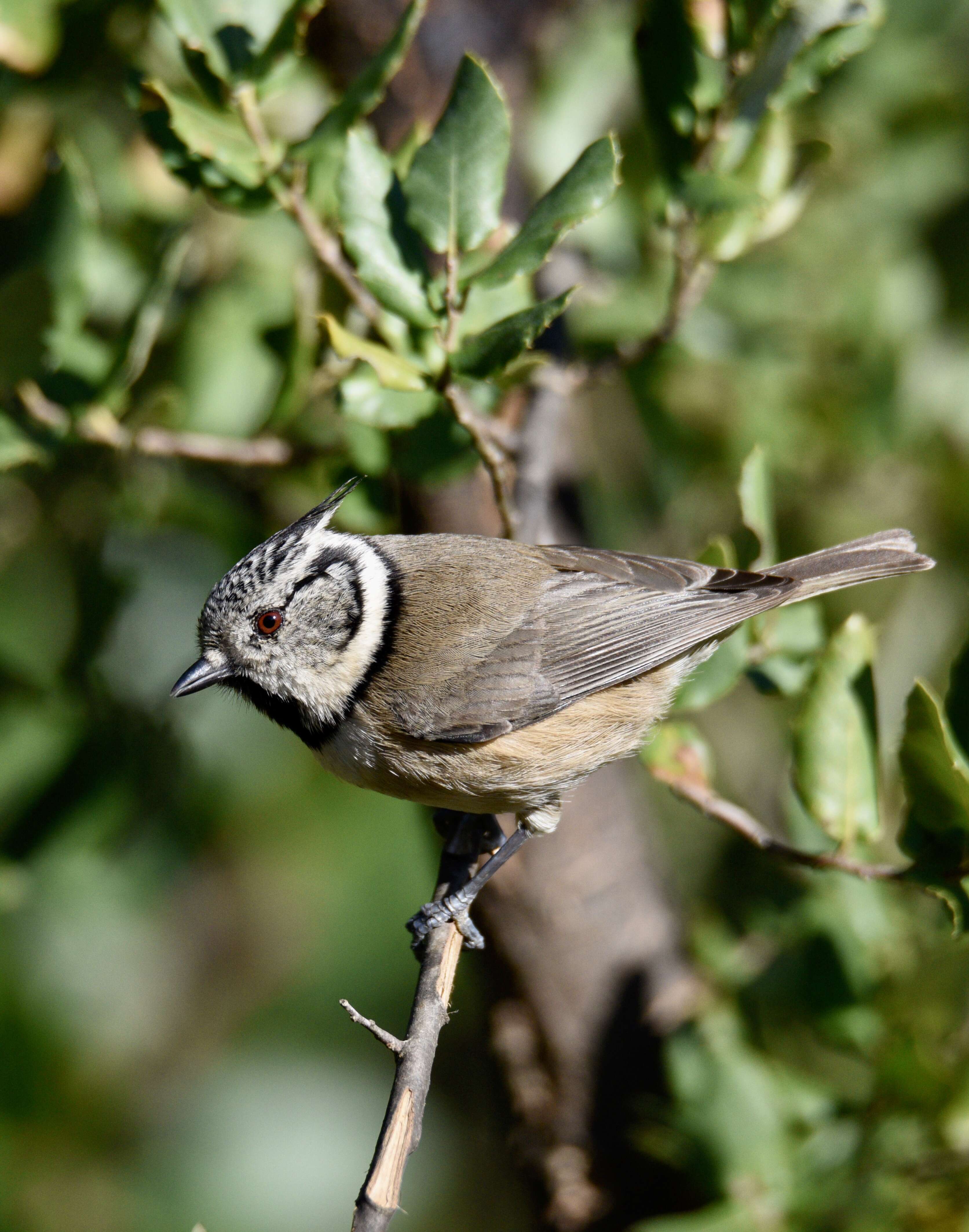 Image of Lophophanes Kaup 1829