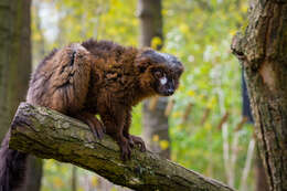 Image of Red-bellied Lemur