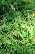 Image of Buxbaum's sedge