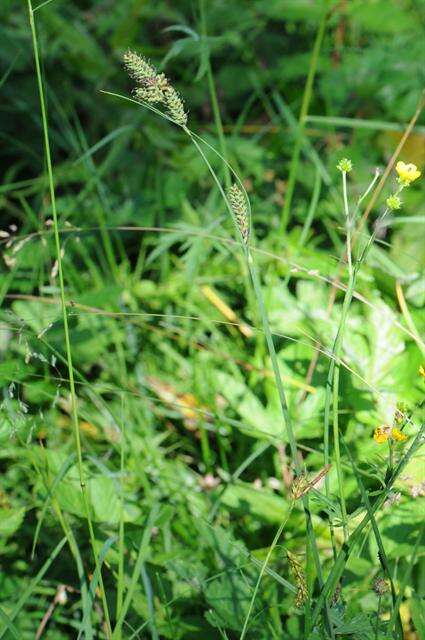 Image of Buxbaum's sedge