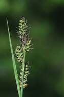 Image of Buxbaum's sedge