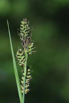 Image of Buxbaum's sedge