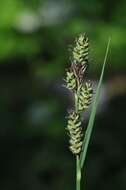 Image of Buxbaum's sedge