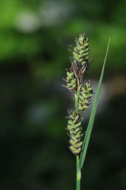 Image of Buxbaum's sedge