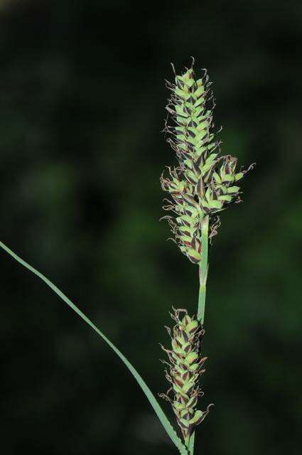Image of Buxbaum's sedge