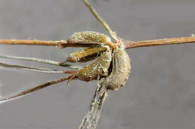 Sivun Zannichellia palustris subsp. palustris kuva