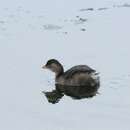 Image of LIttle grebe
