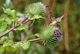 Image of greater burdock