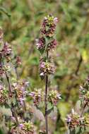 Image of horehound