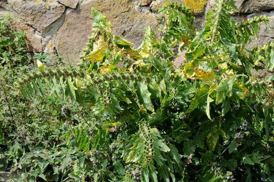 Image of henbane