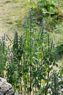 Image of motherwort