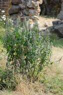 Image of motherwort