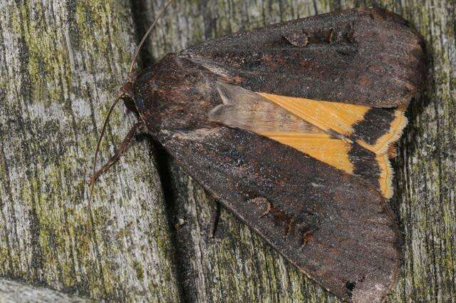 Image of Yellow Underwings