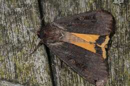 Image of Yellow Underwings