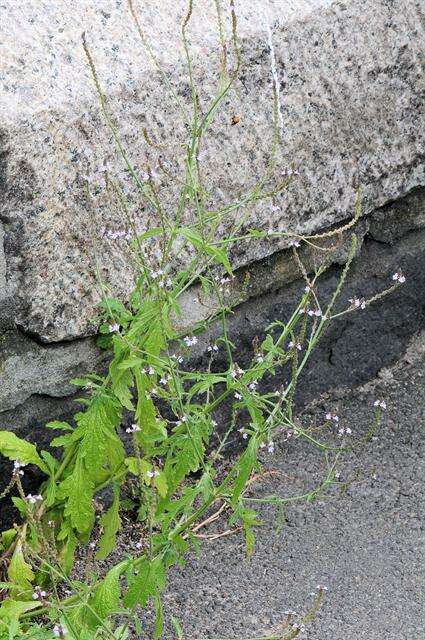 Image of vervain