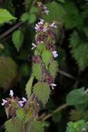 Image of horehound