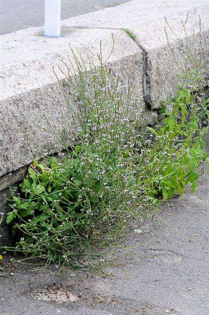 Image of vervain