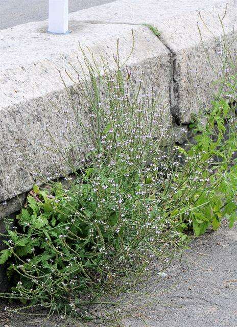 Image of vervain