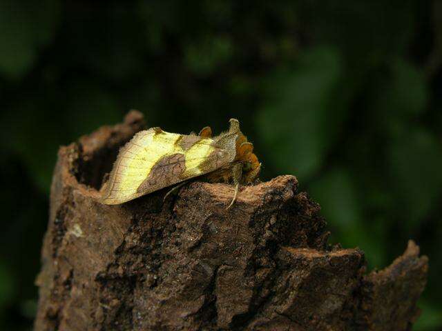 Image of Cryptic Burnished Brass