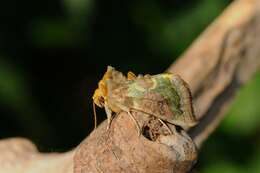 Image of Cryptic Burnished Brass