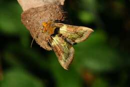 Image of Cryptic Burnished Brass